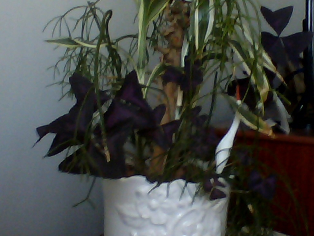 Trevo De 3/4 Folhas(2)