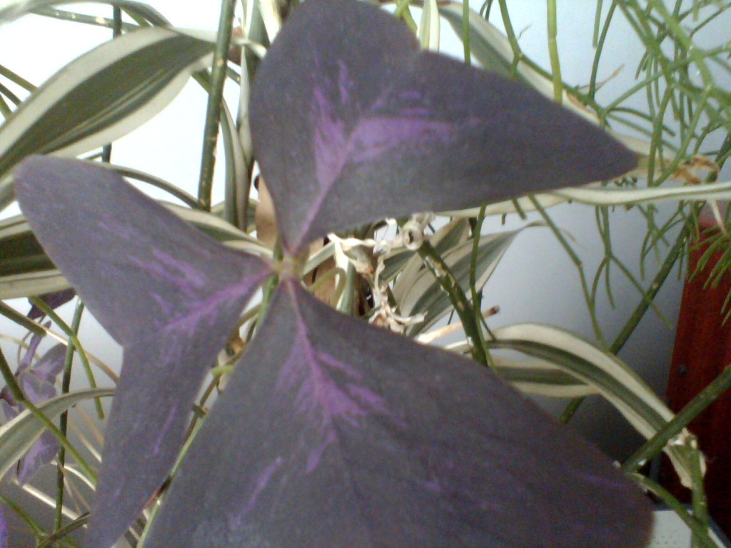 Trevo De 3/4 Folhas(4)