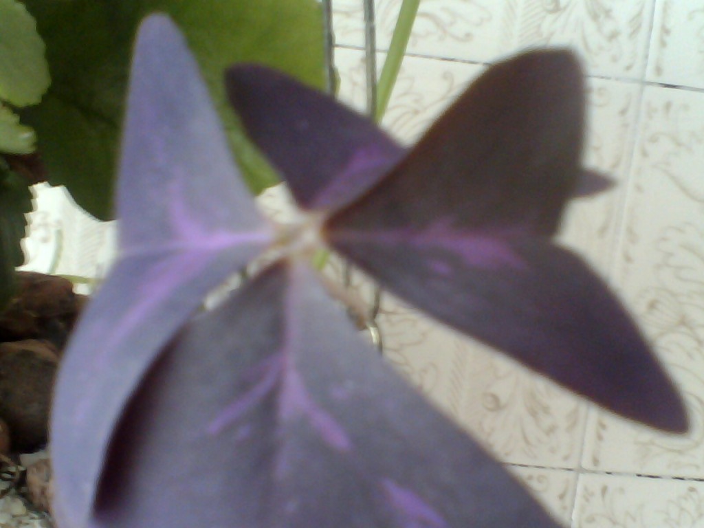 Trevo De 3/4 Folhas(3)